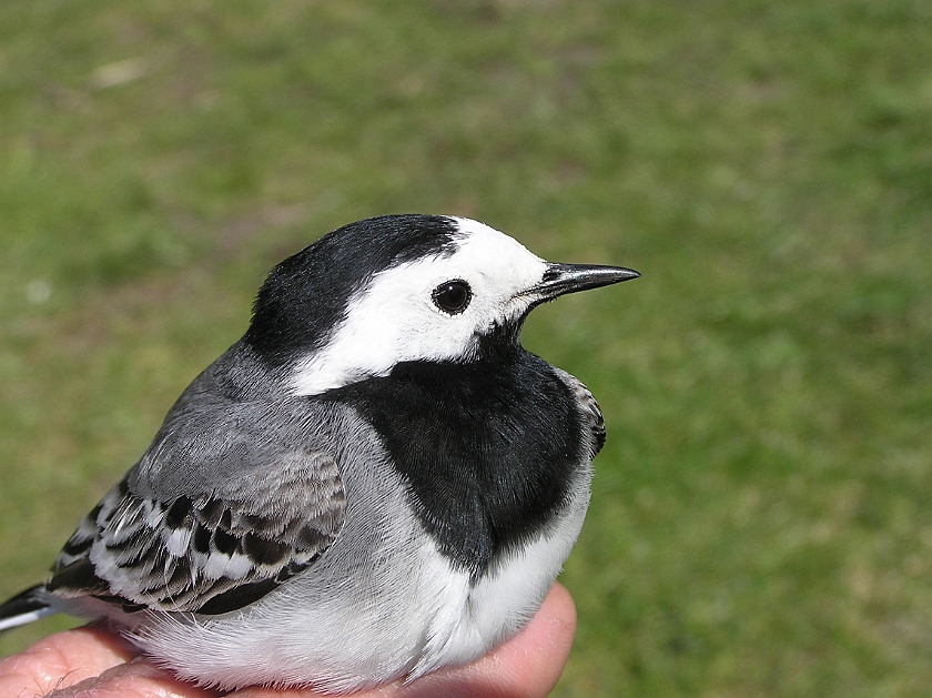 White Wagtail, Sundre 20070501